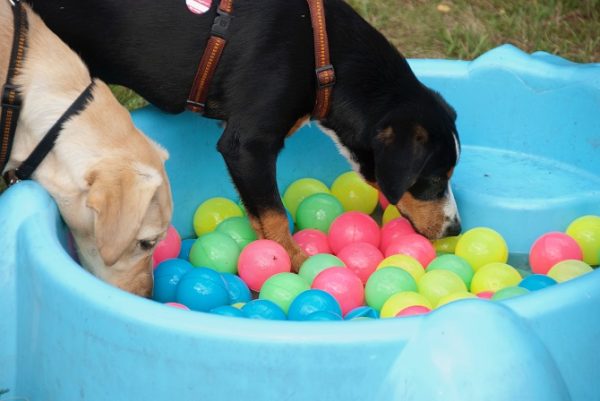 Hundetraining Franken - Preisliste Kurse, zwei Welpen schnüffeln in Bällebad