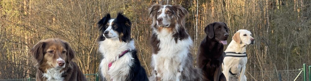 Hundetraining Franken - Alle Kurse, Australian Shepherds und Labradore