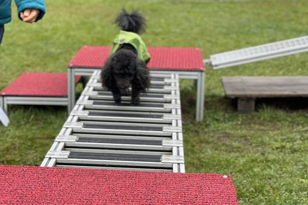 Hundetraining Franken - Trainingsgelände, Zwergpudel mit Jacke auf Steg