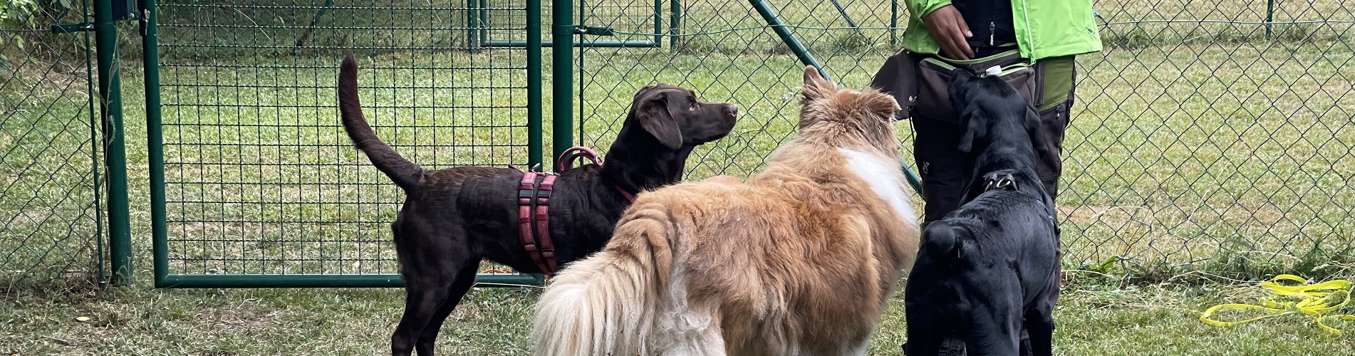 Hundetraining Franken - Bunte Gruppe, drei Hunde mit Trainerin im Spielgehege