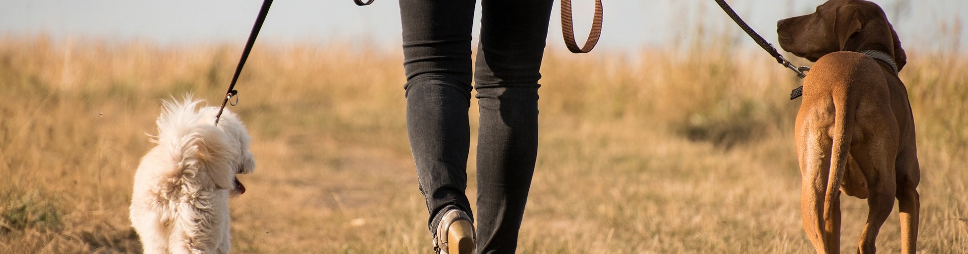 Hundetraining Franken - Erziehung Fortgeschrittene, Frau mit zwei Hunden an Leine