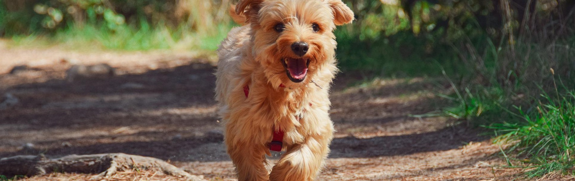 Hundetraining Franken - Rückrufkurs, kleiner brauner Hund rennt über Waldweg