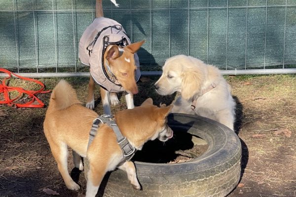 Hundetraining Franken - Galerie, Podenco Shiba Inu und Golden Retriever an Reifen