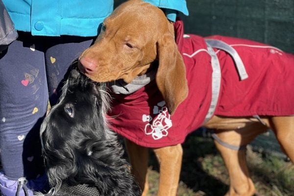 Hundetraining Franken - Galerie, Cocker Spaniel und Magyar Vizsla Welpen mit Kind