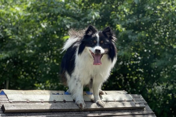 Hundetraining Franken - Galerie, schwarz-weißer Mischling auf Agility Holz A-Wand