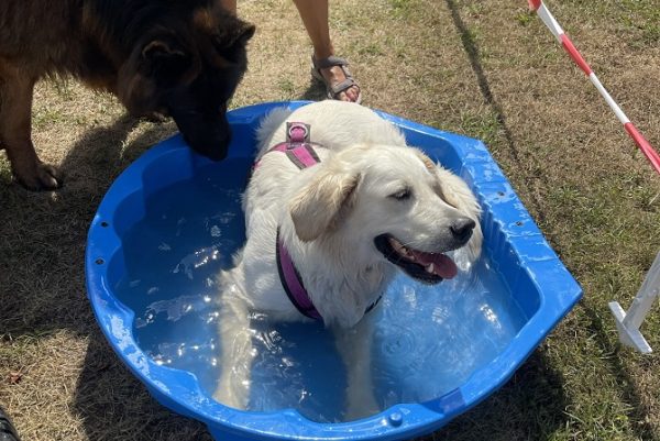 Hundetraining Franken - Galerie, Golden Retriever im Wasser mit Schäferhund