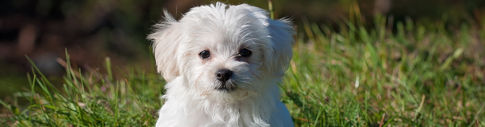 Hundetraining Franken - Welpenkurse, weißer Malteser Welpe sitzt auf Wiese