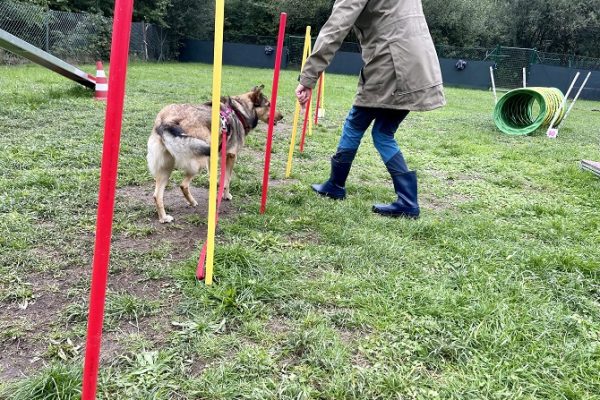 Hundetraining Franken - Agility, Hund lernt Slalom Stangen beim Agility Training