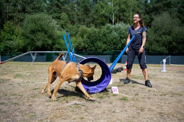 Hundetraining Franken - Agility, Malinois läuft im Agility Parcours durch Tunnel