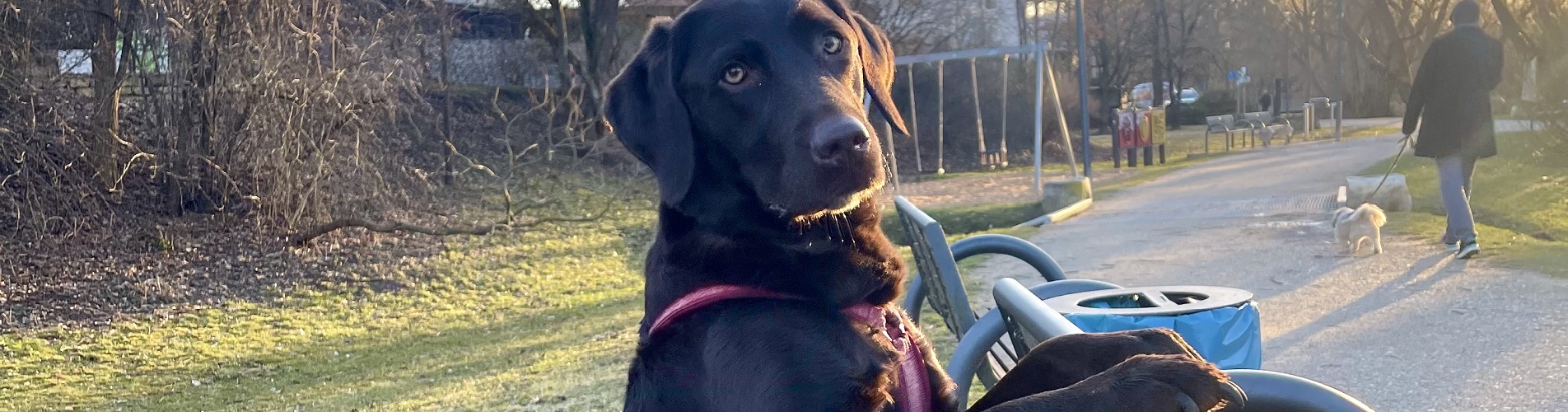 Hundetraining Franken - Hunderwegs, brauner Labrador im Park bei einer Bank