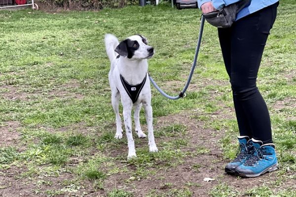 Hundetraining Franken - Erziehung, weißer Hund steht an lockerer Leine