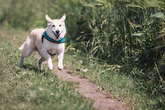 Hundetraining Franken - Fortgeschrittene, weißer Hund rennt auf Feldweg