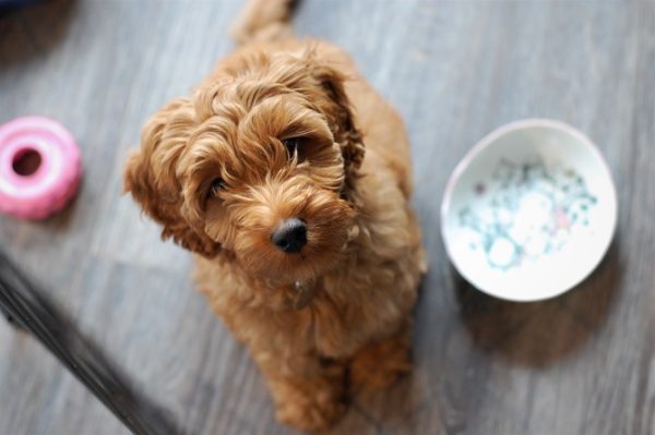 Hundetraining Franken - Erziehung, Golden Doodle sitzt auf dem Boden