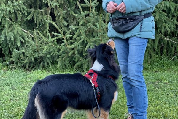 Hundetraining Franken - Erziehung, schwarzer Australian Shepherd schaut auf Halterin