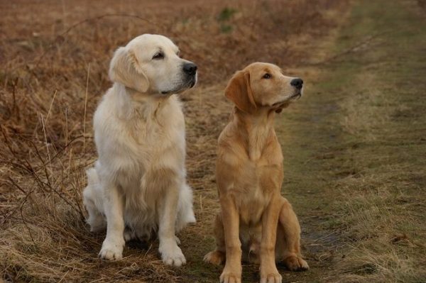 Hundetraining Franken - Basiskurs, zwei Golden Retriever sitzen auf Feldweg