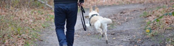 Hundetraining Franken - Erziehung, weißer Hund rennt frei über Waldweg