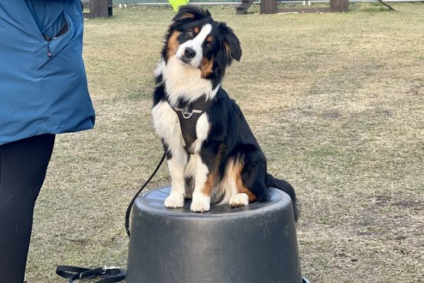 Hundetraining Franken - Basiskurs, Australian Shepherd sitzt auf Podest