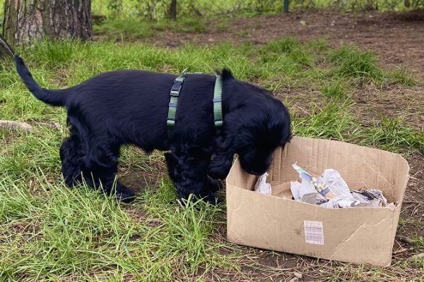 Hundetraining Franken - Welpentraining, schwarzer Cocker Spaniel mit Schnüffelkarton