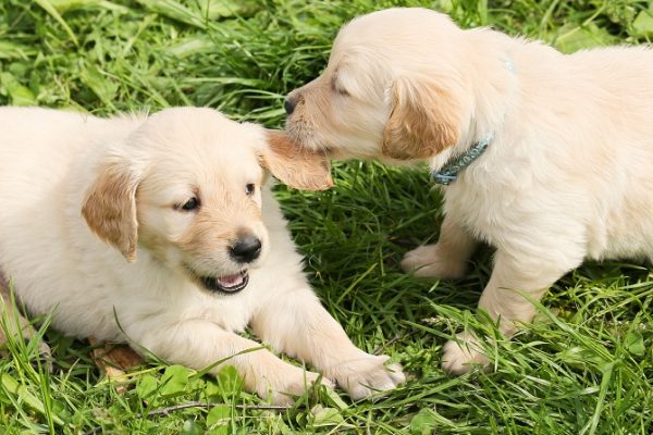 Hundetraining Franken - Welpentraining, Welpe zieht anderem Welpen am Ohr