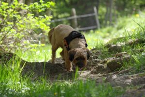 Hundetraining Franken - Anti-Giftköder-Training, hellbrauner Hund sucht Futter am Boden