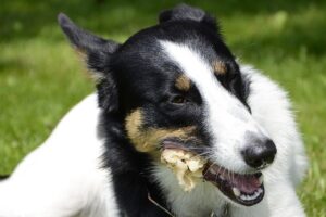 Hundetraining Franken - Anti-Giftköder-Training, Kurzhaar Collie kaut auf Artikel