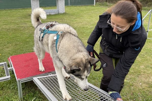 Hundetraining Franken - Bunte Gruppe, Husky läuft über Agility Gitter