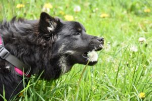 Hundetraining Franken - Anti-Giftköder-Training, schwarzer Hund schnappt Pusteblume