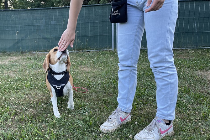 Hundetraining Franken - Einzeltraining, Beagle Welpe stupst mit Nase an Hand