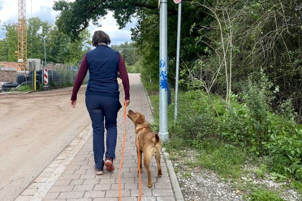 Hundetraining Franken - Hundekontakte, foxred Labrador läuft an lockerer Leine