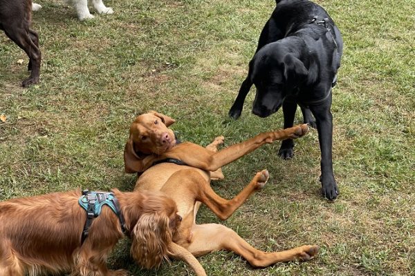 Hundetraining Franken - Hundekontakte, Magyar Vizsla mit Hundegruppe auf Wiese