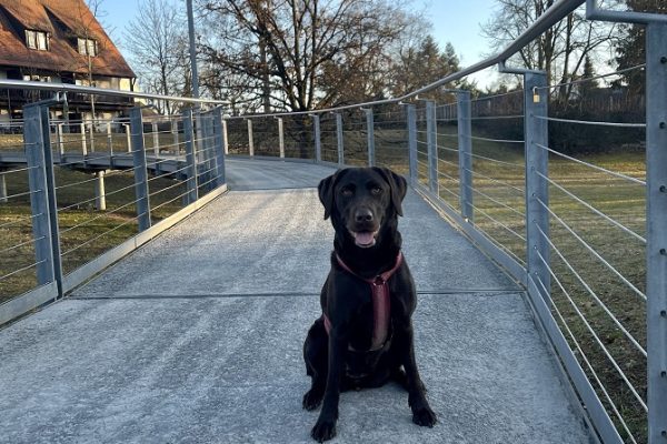 Hundetraining Franken - Hunderwegs, brauner Labrador sitzt auf grauer Brücke