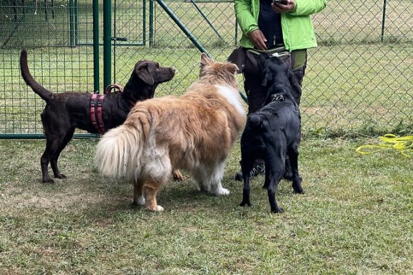 Hundetraining Franken - Soziales Alltagstraining, drei Hunde stehen vor Trainerin