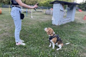 Hundetraining Franken - Einzeltraining auf dem Trainingsgelände, Beagle macht Sitz