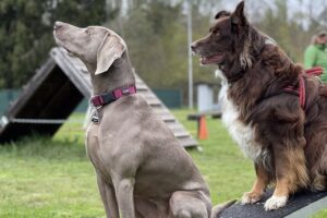 Hundetraining Franken - Fortgeschrittene, Weimaraner und Australian Shepherd sitzen auf Steg
