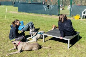Hundetraining Franken - Fortgeschrittene, drei Hunde und Trainer sitzen auf Wiese