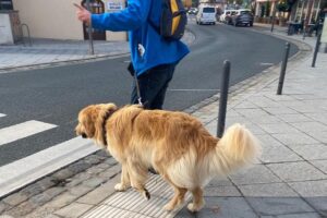 Hundetraining Franken - Hunderwegs, beiger Hovawart geht über Zebrastreifen