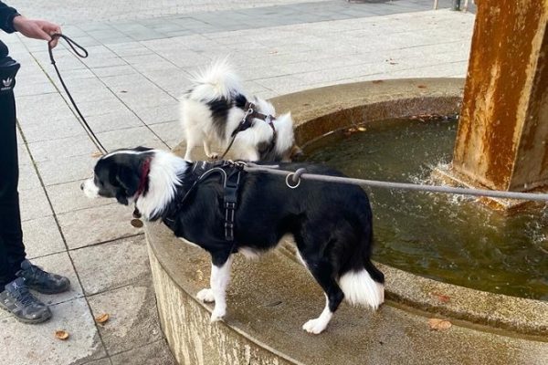 Hundetraining Franken - Hunderwegs, Border Collie und Zweispitz auf Brunnen in der Stadt