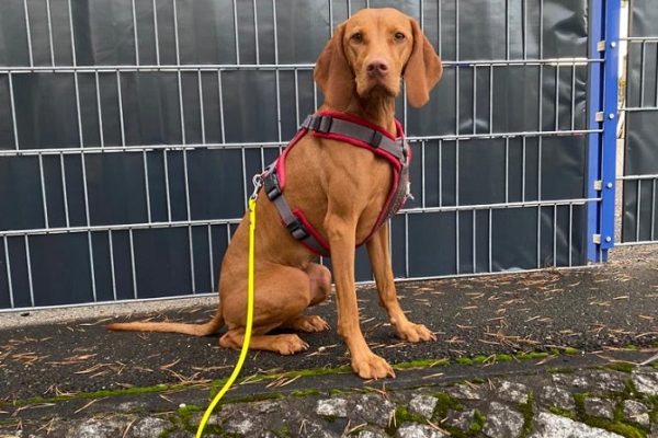 Hundetraining Franken - Hunderwegs, Magyar Vizsla sitzt vor Zaun