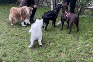 Hundetraining Franken - Jung trifft alt, Samojede Welpe mit drei erwachsenen Hunden