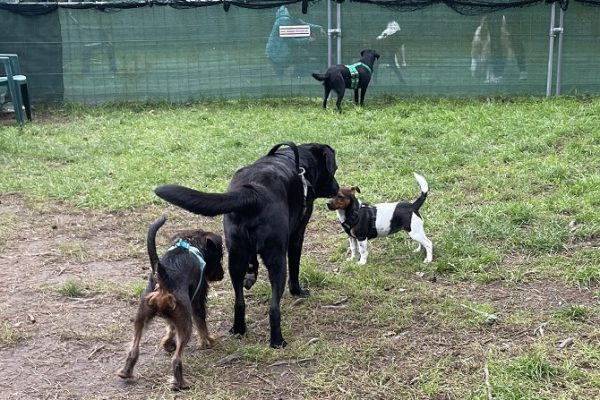 Hundetraining Franken - Jung trifft alt, erwachsener Labrador und zwei Welpen