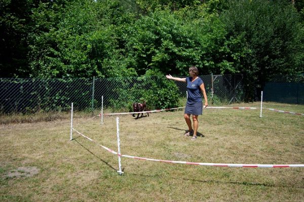 Hundetraining Franken - Longieren, brauner Labrador läuft um Longierkreis