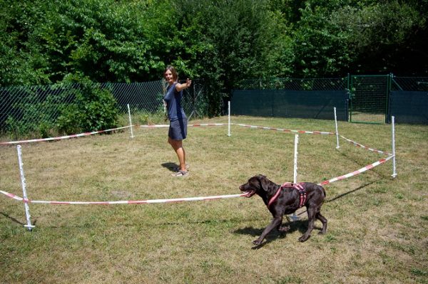 Hundetraining Franken - Preisliste Kurse, brauner Labrador wird durch Longierkreis geführt