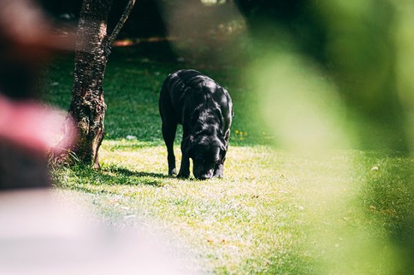 Hundetraining Franken - Schnüffeln, schwarzer Labrador schnüffelt auf Wiese