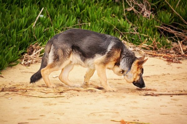 Hundetraining Franken - Schnüffeln, Schäferhund schnüffelt im Sand