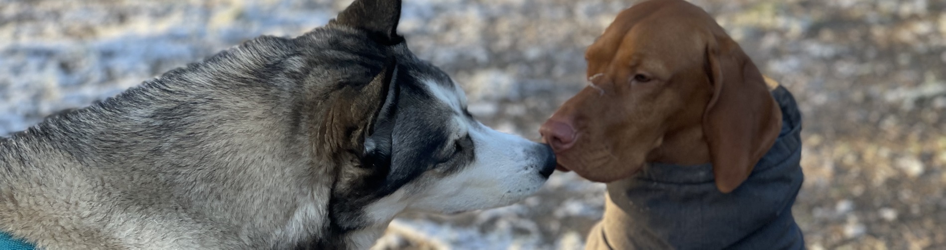 Hundetraining Franken - Sozialkontakt, Husky und Vizsla berühren ihre Nasen