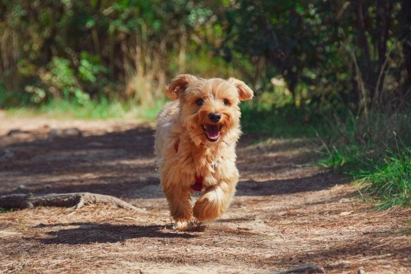 Hundetraining Franken - Rückrufkurs, hellbrauner Hund galoppiert auf Waldweg auf Halter zu