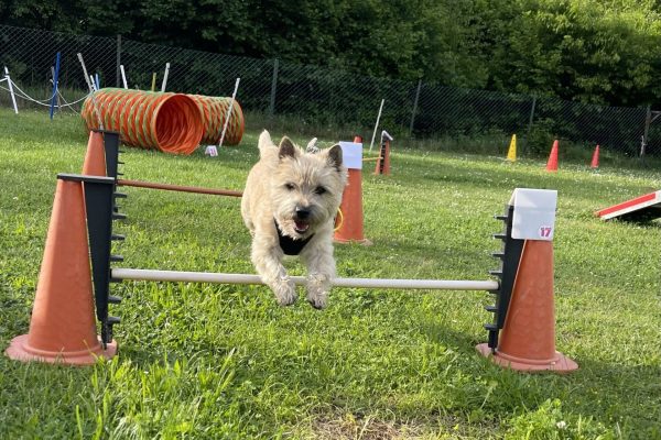 Hundetraining Franken - Agility Kurs, weißer Cairn Terrier springt über Hindernis auf Wiese