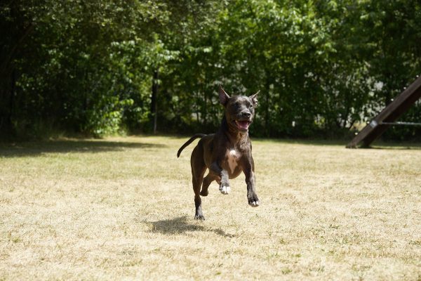 Hundetraining Franken - Rückruf Kurs, schwarzer Hund rennt auf Halter zu