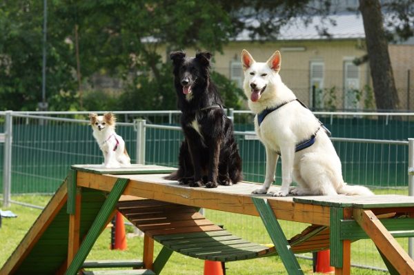 Hundetraining Franken Agility Kurs - Hunde warten auf ihren Einsatz