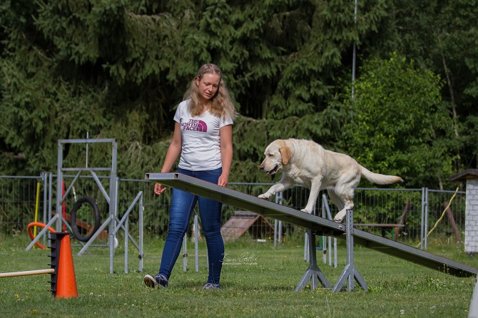 Hundetraining Franken Agility Kurs - großer Hund geht über Kippboard